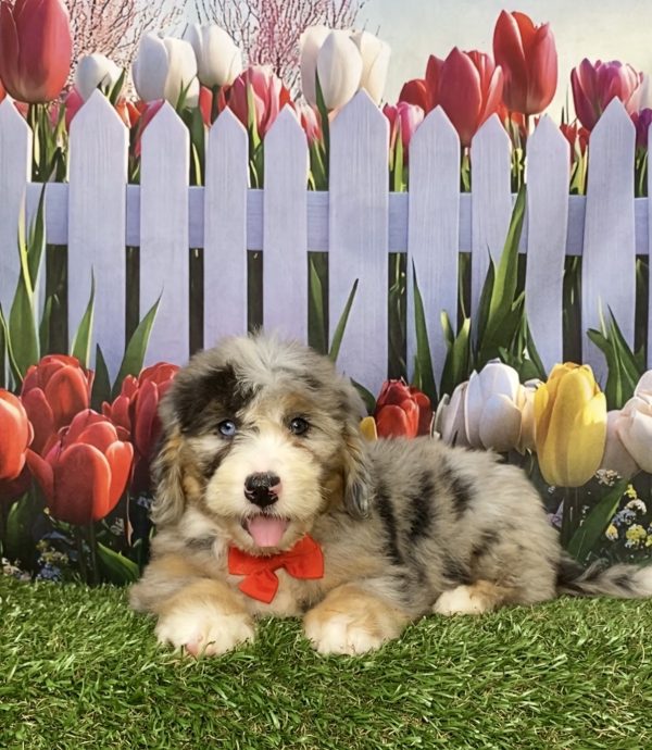 Photo of Mr. Karl the Mini-Bernedoodle puppy