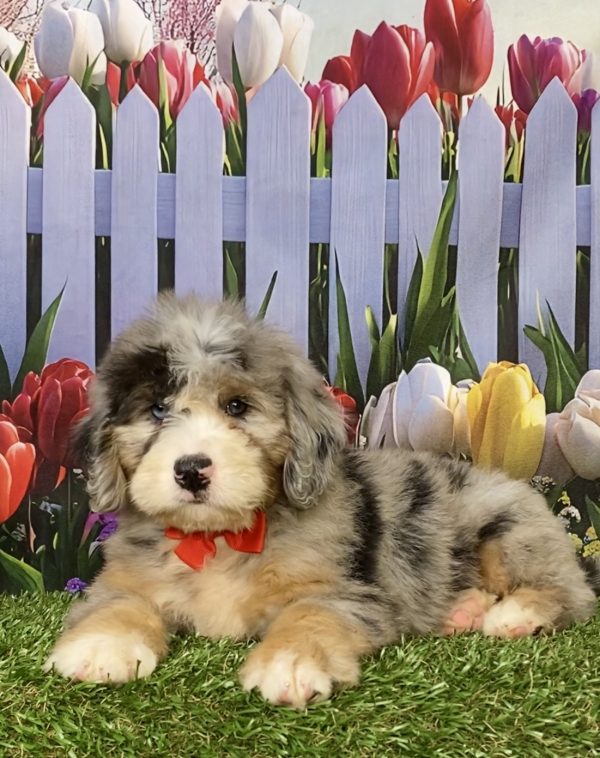 Photo of Mr. Karl the Mini-Bernedoodle puppy