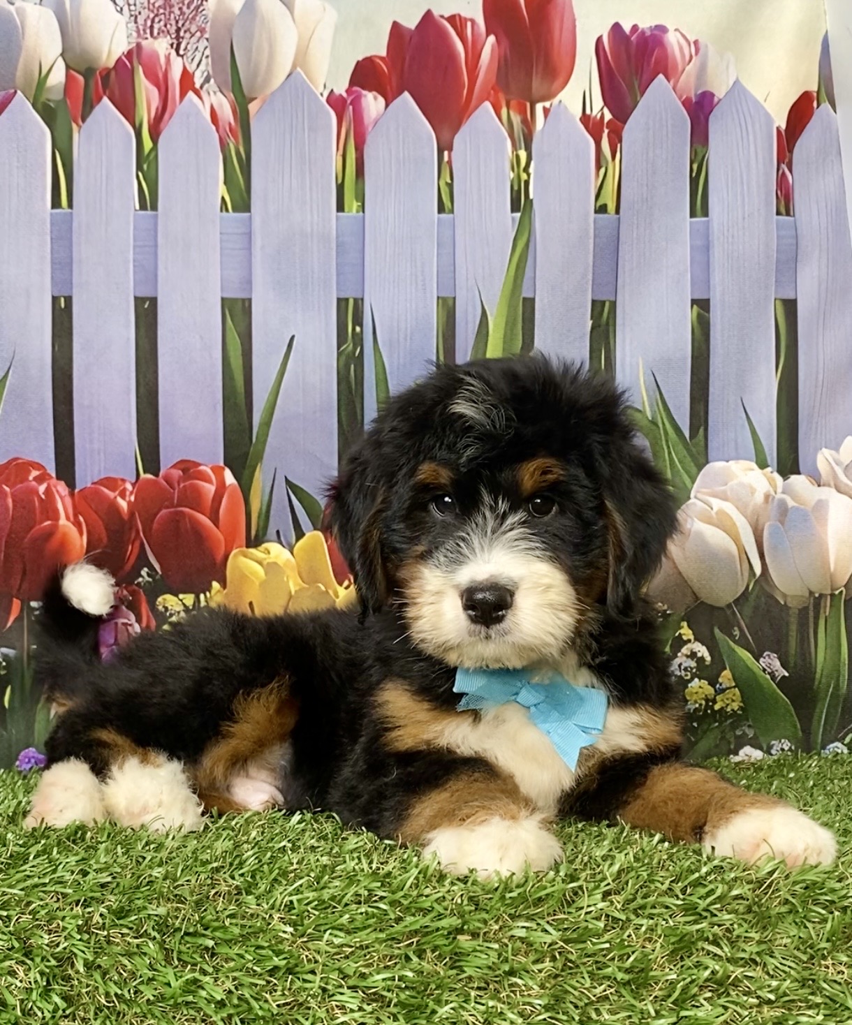 Photo of Mr. Keeper the Mini-Bernedoodle puppy