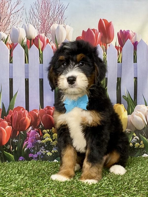 Photo of Mr. Keeper the Mini-Bernedoodle puppy