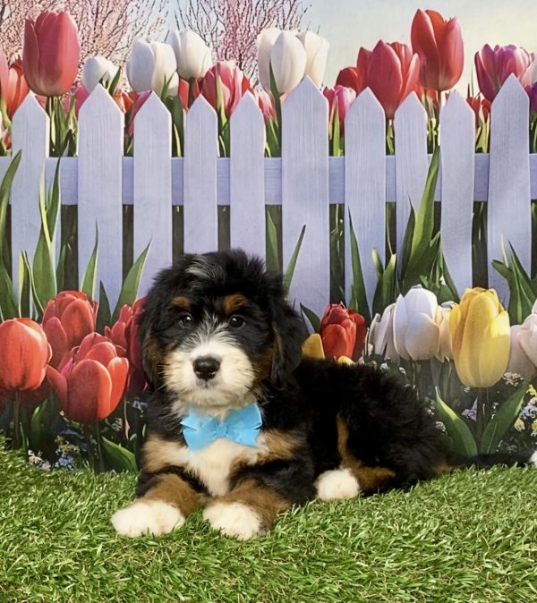 Photo of Mr. Keeper the Mini-Bernedoodle puppy