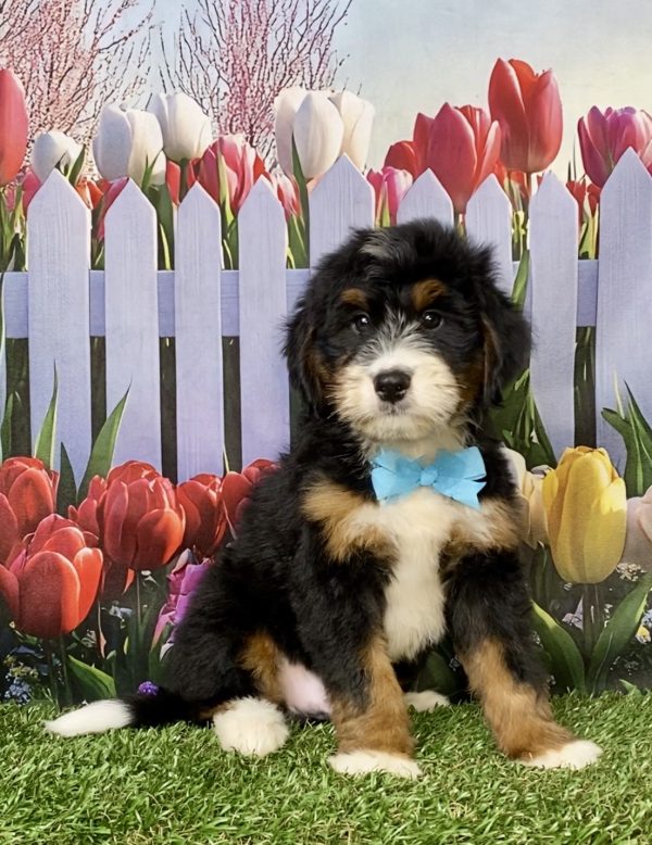 Photo of Mr. Keeper the Mini-Bernedoodle puppy