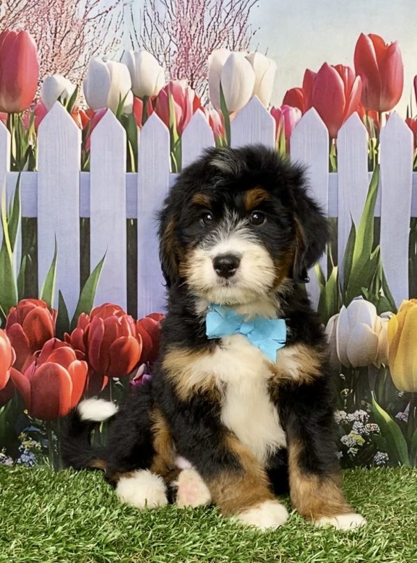 Photo of Mr. Keeper the Mini-Bernedoodle puppy