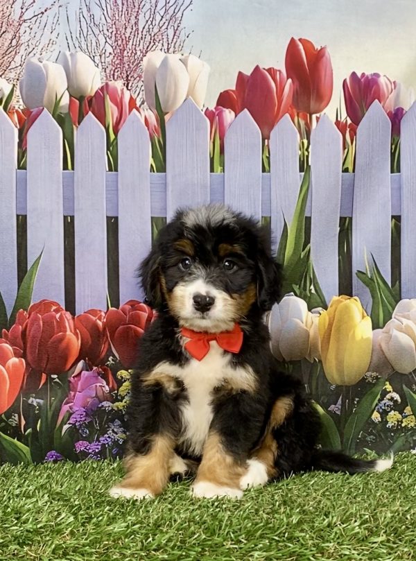 Photo of Mr. Ken the Mini-Bernedoodle puppy