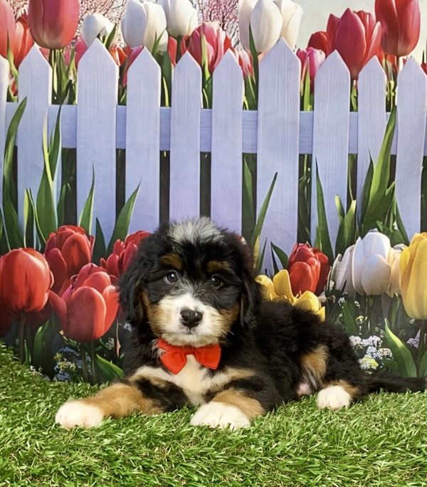Photo of Mr. Ken the Mini-Bernedoodle puppy