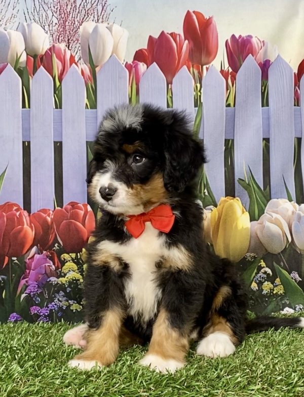 Photo of Mr. Ken the Mini-Bernedoodle puppy