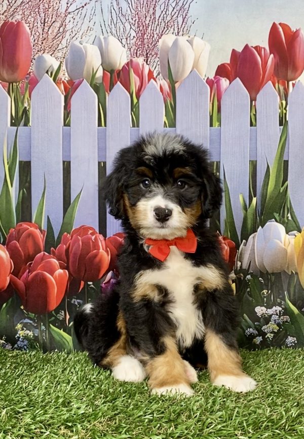 Mr. Ken the Mini-Bernedoodle puppy