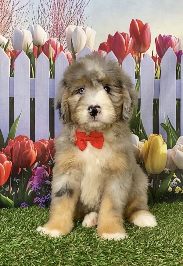 Photo of Mr. Kevin the Mini-Bernedoodle puppy