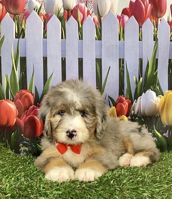 Photo of Mr. Kevin the Mini-Bernedoodle puppy