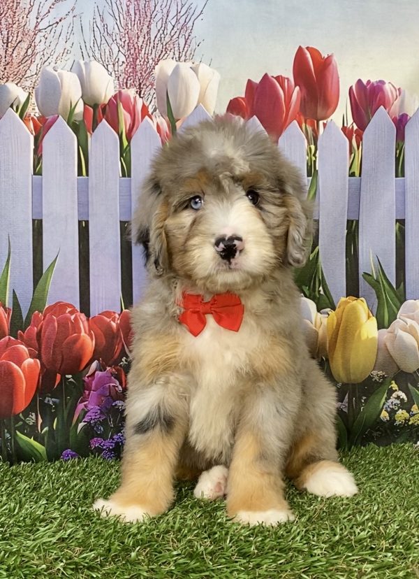 Mr. Kevin the Mini-Bernedoodle puppy