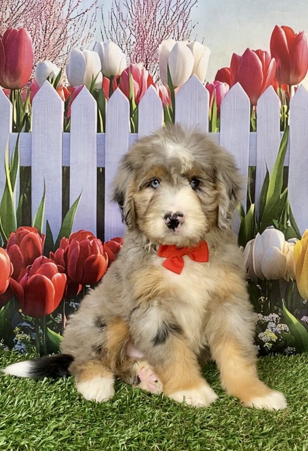 Photo of Mr. Kevin the Mini-Bernedoodle puppy
