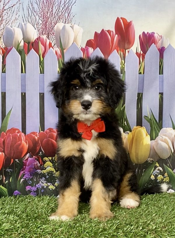 Mr. King the Mini-Bernedoodle puppy