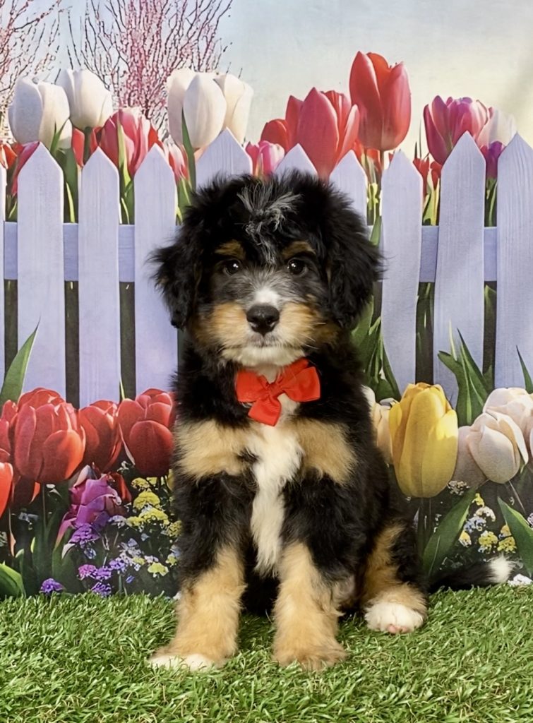 Photo of Mr. King the Mini-Bernedoodle puppy