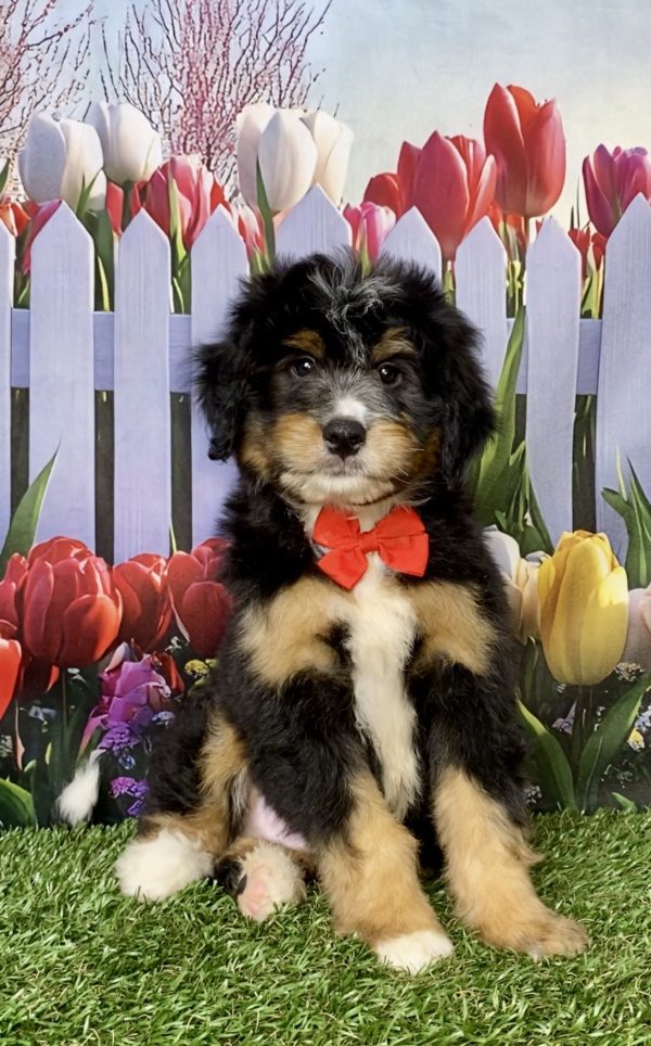 Photo of Mr. King the Mini-Bernedoodle puppy