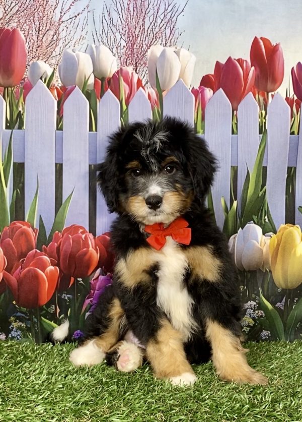 Photo of Mr. King the Mini-Bernedoodle puppy