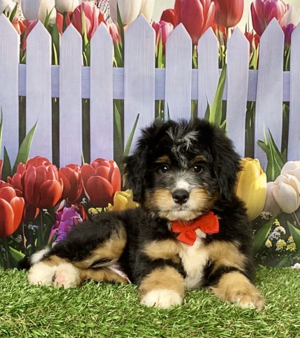 Photo of Mr. King the Mini-Bernedoodle puppy