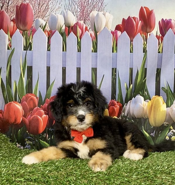 Photo of Mr. King the Mini-Bernedoodle puppy