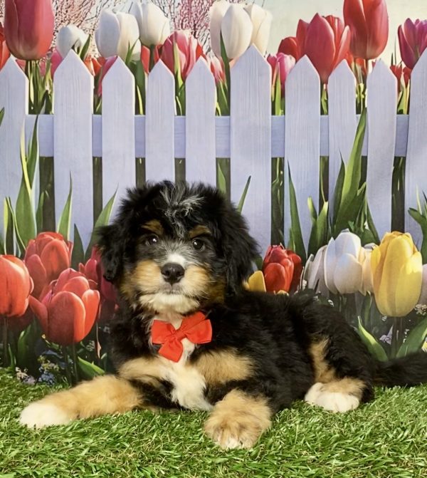 Photo of Mr. King the Mini-Bernedoodle puppy