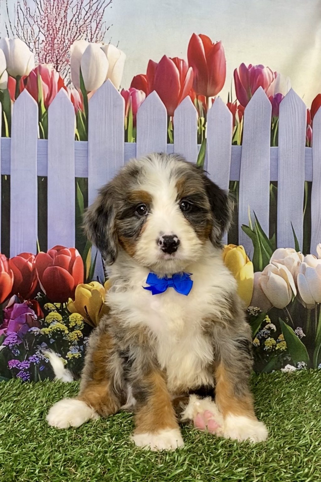 Photo of Mr. Koby the Mini-Bernedoodle puppy