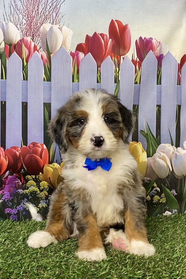 Mr. Koby the Mini-Bernedoodle puppy