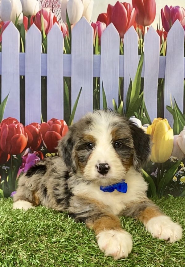 Photo of Mr. Koby the Mini-Bernedoodle puppy
