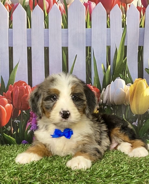 Photo of Mr. Koby the Mini-Bernedoodle puppy