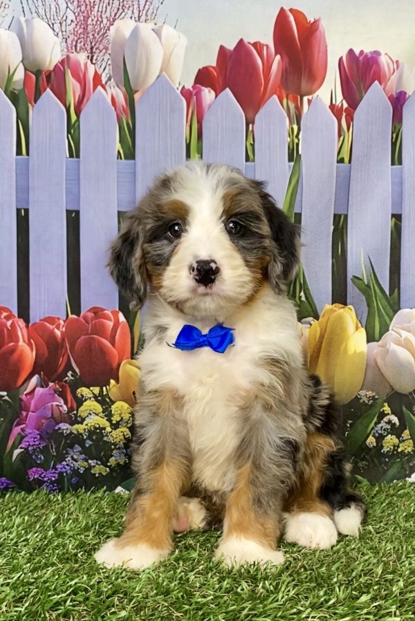 Photo of Mr. Koby the Mini-Bernedoodle puppy