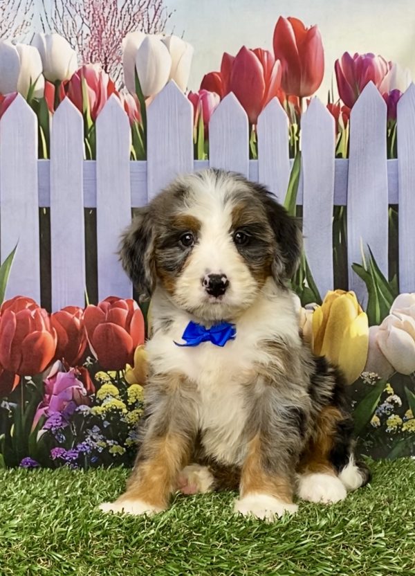 Photo of Mr. Koby the Mini-Bernedoodle puppy