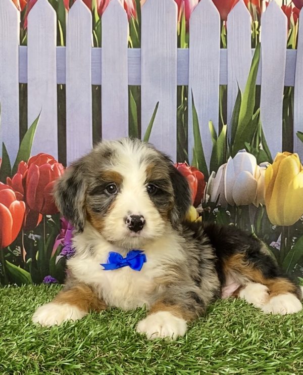 Photo of Mr. Koby the Mini-Bernedoodle puppy