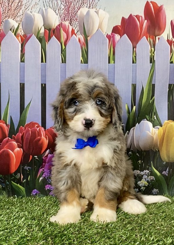 Mr. Koke the Mini-Bernedoodle puppy