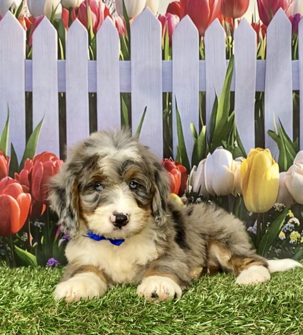 Photo of Mr. Koke the Mini-Bernedoodle puppy
