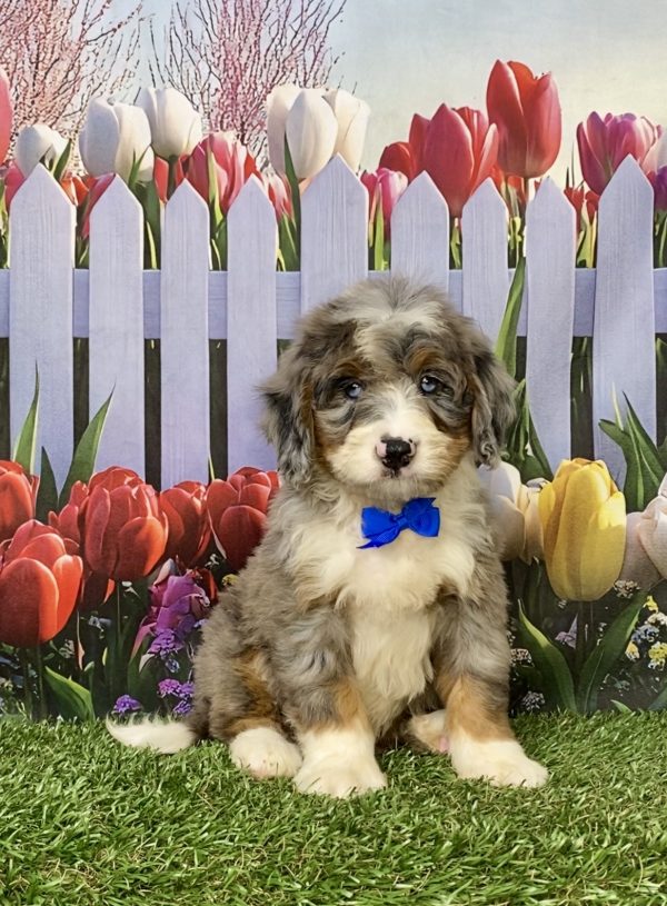 Photo of Mr. Koke the Mini-Bernedoodle puppy