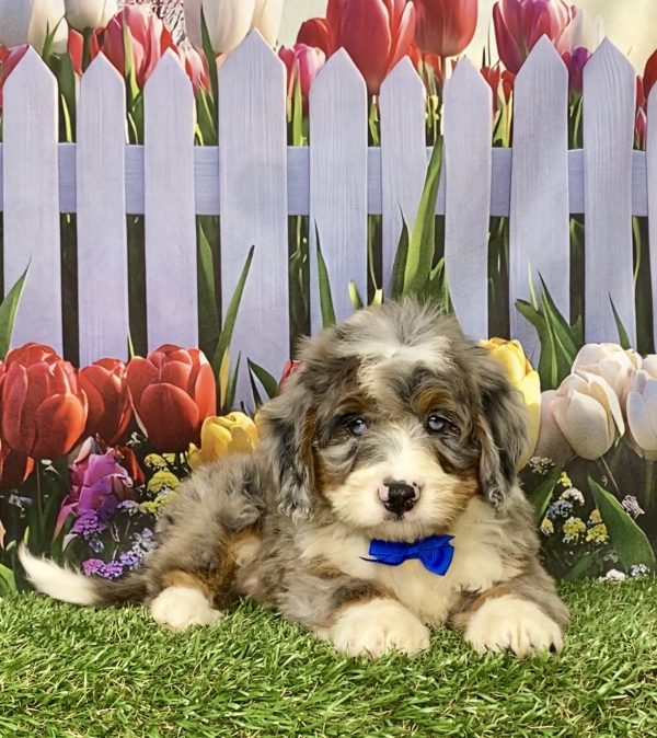 Photo of Mr. Koke the Mini-Bernedoodle puppy