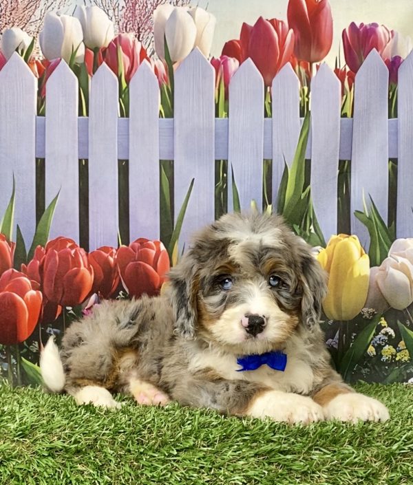 Photo of Mr. Koke the Mini-Bernedoodle puppy