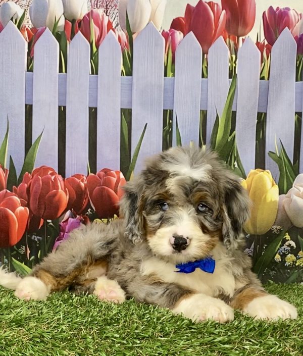 Photo of Mr. Koke the Mini-Bernedoodle puppy