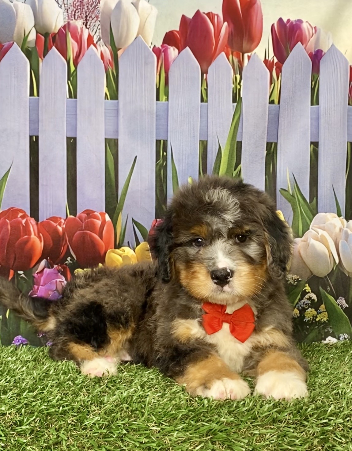 Photo of Mr. Kolson the Mini-Bernedoodle puppy
