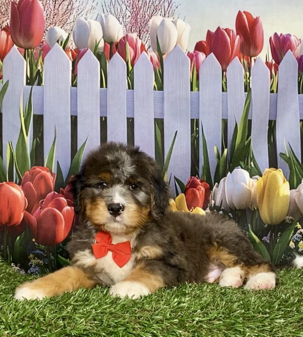 Photo of Mr. Kolson the Mini-Bernedoodle puppy