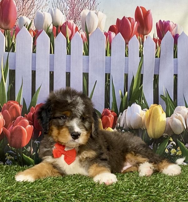 Photo of Mr. Kolson the Mini-Bernedoodle puppy