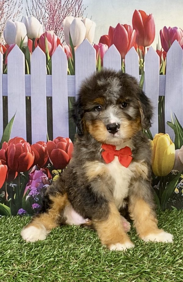 Photo of Mr. Kolson the Mini-Bernedoodle puppy