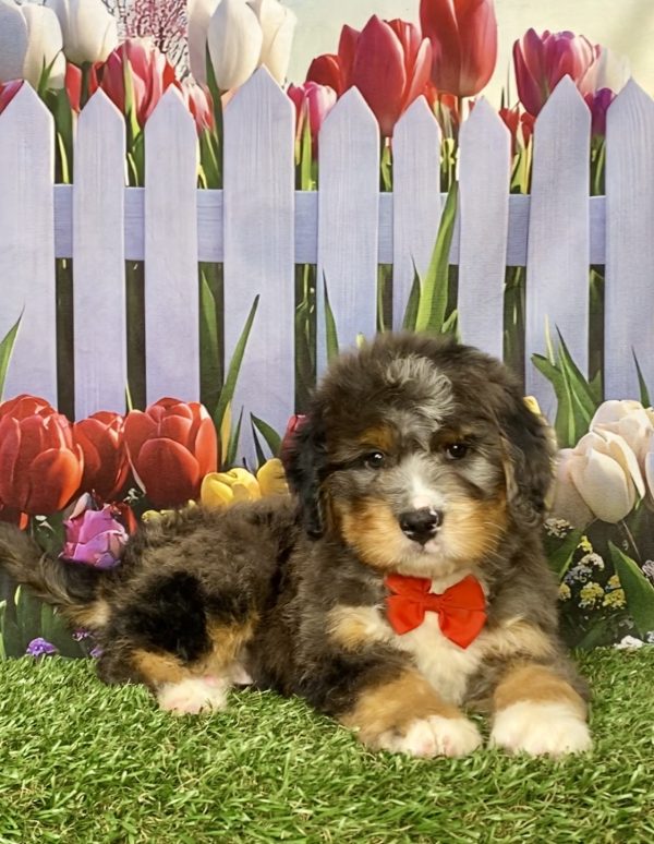 Photo of Mr. Kolson the Mini-Bernedoodle puppy