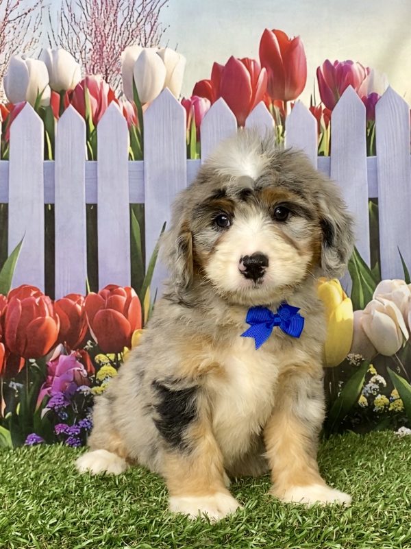 Mr. Kooper the Mini-Bernedoodle puppy