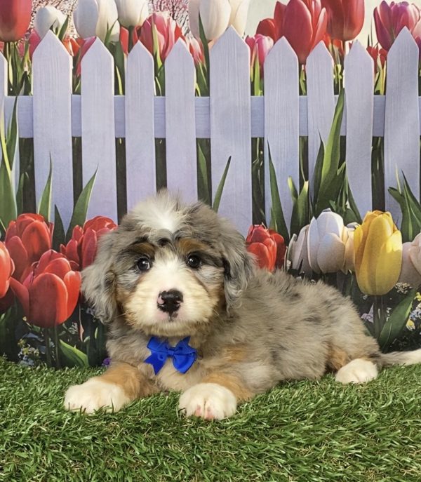Photo of Mr. Kooper the Mini-Bernedoodle puppy