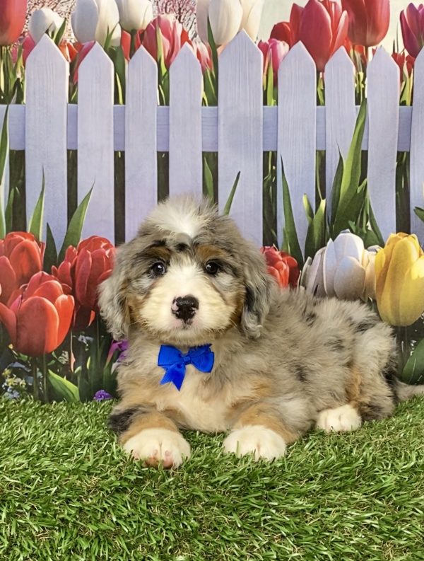 Photo of Mr. Kooper the Mini-Bernedoodle puppy