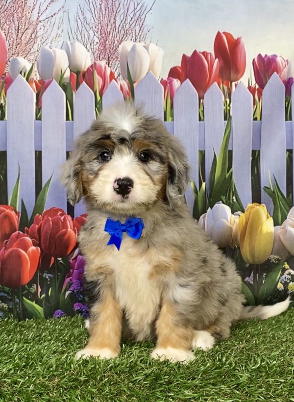Photo of Mr. Kooper the Mini-Bernedoodle puppy