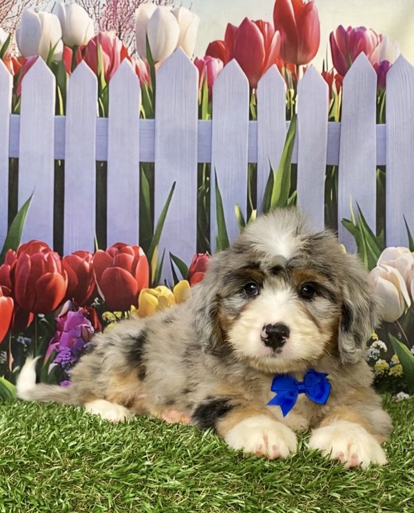 Photo of Mr. Kooper the Mini-Bernedoodle puppy