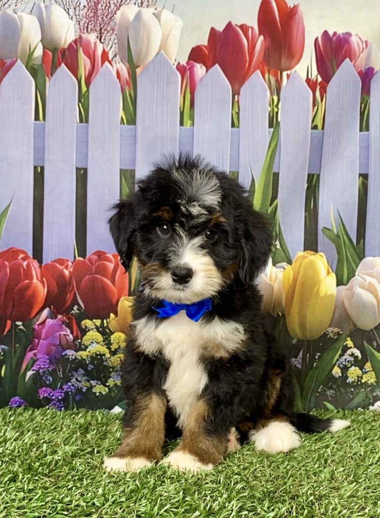 Photo of Mr. Kyle the Mini-Bernedoodle puppy