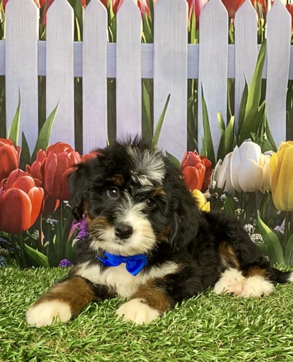 Photo of Mr. Kyle the Mini-Bernedoodle puppy