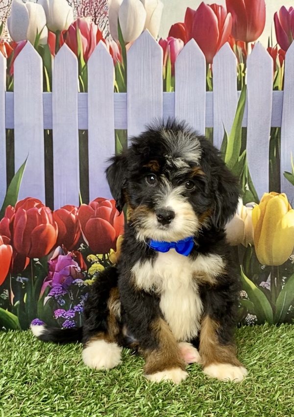 Photo of Mr. Kyle the Mini-Bernedoodle puppy