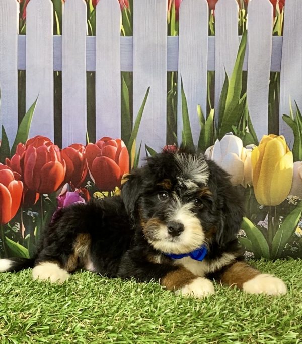 Photo of Mr. Kyle the Mini-Bernedoodle puppy