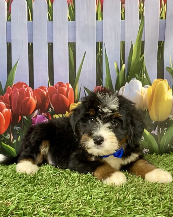 Photo of Mr. Kyle the Mini-Bernedoodle puppy